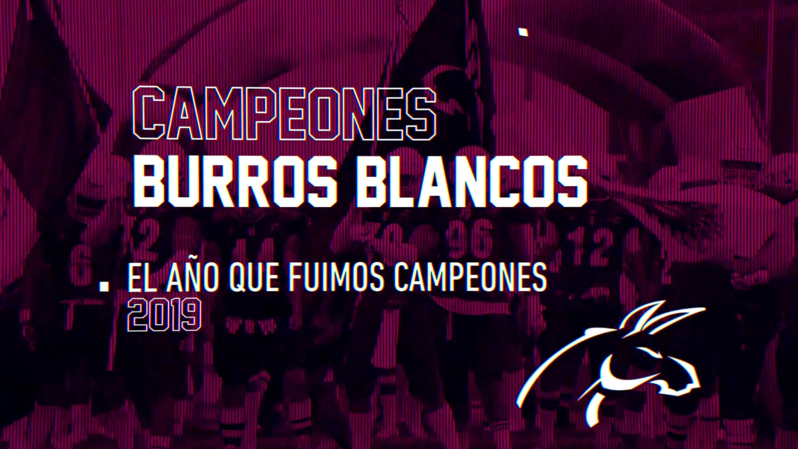 Burros Blancos, 